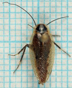 Ectobius lapponicus-mo by Magnefl. Used under a CC BY-SA 3.0 license.