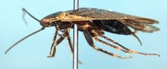Ectobius lapponicus-ms by Magnefl. Used under a CC BY-SA 3.0 license.