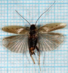 Ectobius lapponicus-wmo by Magnefl. Used under a CC BY-SA 3.0 license.