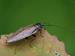 Ectobius lapponicus a1 by Adam Opioła. Used under a CC BY-SA 3.0 license.