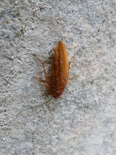 Ectobius pallidus 01 by Syrio. Used under a CC BY-SA 4.0 license.