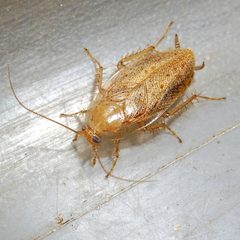 Ectobius pallidus 181559380 by Barry Walter. Used under a CC BY 4.0 license.