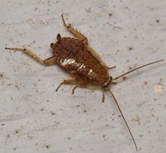 Ectobius pallidus 2630003 by Nick Block. Used under a CC BY 4.0 license.