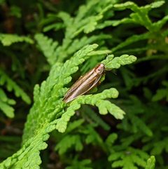 Ectobius pallidus 44086376 by Attila Oláh. Used under a CC BY 4.0 license.