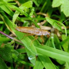 Ectobius pallidus 50818412 by Barry Walter. Used under a CC BY 4.0 license.