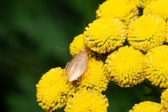 Ectobius pallidus 86567024 by Mike Mulqueen. Used under a CC BY 4.0 license.