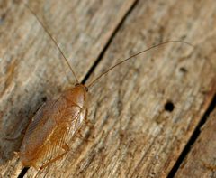 Ectobius sp. 01 by wikipedia. Used under a Attribution license.