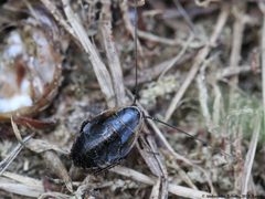 Ectobius sylvestris 04 by AfroBrazilian. Used under a CC BY-SA 4.0 license.
