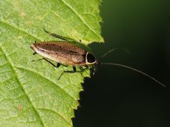 Ectobius sylvestris 135614496 by Michael Knapp. Used under a CC BY 4.0 license.
