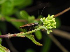 Ectobius sylvestris 193842115 by Karim Strohriegl. Used under a CC BY 4.0 license.