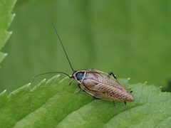 Ectobius sylvestris 202243519 by Michael Knapp. Used under a CC BY 4.0 license.