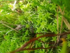 Ectobius sylvestris female by FcknSoul. Used under a CC BY-SA 4.0 license.