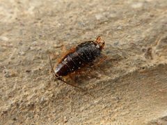 Ectobius sylvestris neanid 01 by Syrio. Used under a CC BY-SA 4.0 license.