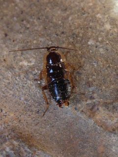 Ectobius sylvestris neanid 02 by Syrio. Used under a CC BY-SA 4.0 license.