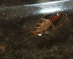 Underside of darker colored Chorisoneura texensis nymph by Happy1892. Used under a CC BY-SA 4.0 license.