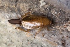 Latiblattella lucifrons by Ken-ichi Ueda. Used under a CC BY 4.0 license.