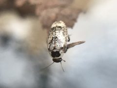 Plectoptera picta by Cloud Dandridge. Used under a CC BY 4.0 license.