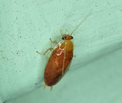 Plectoptera poeyi by Mike Ostrowski. Used under a CC BY-SA 4.0 license.