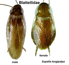 Brown Banded cockroach by Saphan. Used under a FAL license.