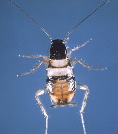 Supella longipalpa cdc by wikipedia. Used under a Public domain license.