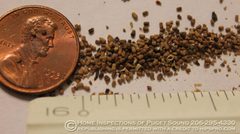 PACIFIC-DAMPWOOD-TERMITE-Zootermopsis-angusticollis-frass-4000x2200 1 by JJ Greive of Home Inspections Of Puget Sound. Used under a CC BY-SA 3.0 license.