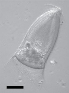 Trichonympha campanula by Tai V, James ER, Perlman SJ, Keeling PJ. Used under a CC BY 2.5 license.