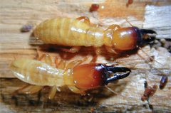 Zootermopsis nevadensis nevadensis male soldiers by Susan E. Johnson, Nancy L. Breisch, Bahram Momen, Barbara L. Thorne. Used under a CC BY 3.0 license.