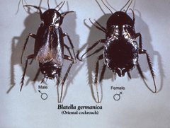 Blatta orientalis cdc by wikipedia. Used under a Public domain license.