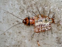 Cockroach vivisection rotated by Cockroach_vivisection.jpg: Muhammad Mahdi Karim
derivative work: B kimmel (talk). Used under a GFDL license.
