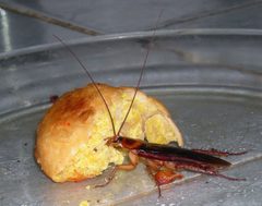 Disgusting bug by Periplaneta_americana.jpg: Muhammad Mahdi Karim
derivative work: Durova (talk). Used under a CC BY-SA 3.0 license.