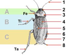 Periplaneta americana anatomy by Snodgrass_common_household_roaches.png: Fig. 49 from Insects, their way and means of living, R. E. Snodgrass
derivative work: B kimmel (talk). Used under a Public domain license.