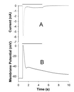 TRP P.Americana retina by wikipedia. Used under a PD license.
