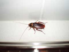 Periplaneta australasiae by charliebrewer. Used under a CC BY-SA 2.0 license.