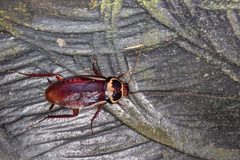 Periplaneta australasiae 168360155 by Kristof Zyskowski. Used under a CC BY 4.0 license.