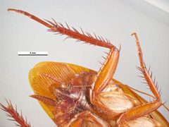 Periplaneta australasiae legs by Lucinda Gibson &amp; Ken Walker. Used under a CC BY 3.0 au license.