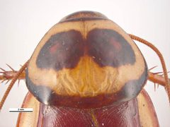 Periplaneta australasiae pronotum by Lucinda Gibson &amp; Ken Walker. Used under a CC BY 3.0 au license.