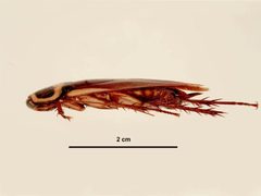 Periplaneta australasiae side view by Lucinda Gibson &amp; Ken Walker. Used under a CC BY 3.0 au license.