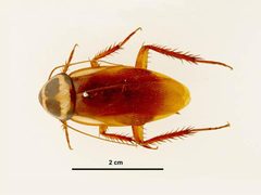 Periplaneta australasiae top view by Lucinda Gibson &amp; Ken Walker. Used under a CC BY 3.0 au license.