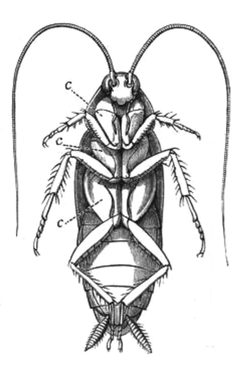 Periplaneta australasiae underside by Harmer, S. F. (Sidney Frederic), Sir, 1862-; Shipley, A. E. (Arthur Everett), Sir, 1861-1927. Used under a Public domain license.