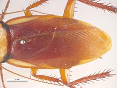 Periplaneta australasiae wings by Lucinda Gibson &amp; Ken Walker. Used under a CC BY 3.0 au license.
