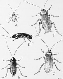Snodgrass common household roaches by wikipedia. Used under a Public domain license.