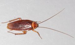 American-cockroach by Gary Alpert. Used under a CC BY 2.5 license.