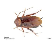 Periplaneta brunnea by Caroline Harding, MAF Plant Health &amp; Environment Laboratory. Used under a CC BY 3.0 au license.