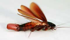 Cockroach egglaying 1 by Toby Hudson. Used under a CC BY-SA 3.0 license.