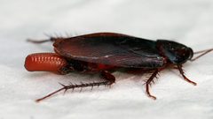 Cockroach egglaying 2 by Toby Hudson. Used under a CC BY-SA 3.0 license.