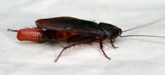 Cockroach egglaying 3 by Toby Hudson. Used under a CC BY-SA 3.0 license.