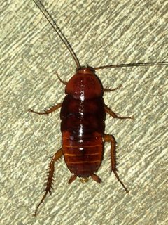 Larva of Periplaneta fuliginosa - 2 by KKPCW. Used under a CC BY-SA 4.0 license.