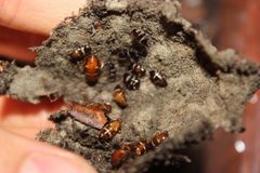 Periplaneta fuliginosa young nymphs by Happy1892. Used under a CC BY-SA 4.0 license.