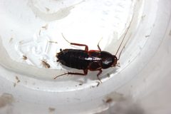 Adultfemale Shelfordella lateralis by Happy1892. Used under a CC BY-SA 3.0 license.