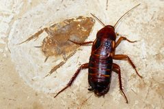 Cockroaches - then and now by Connor Long. Used under a CC BY-SA 4.0 license.